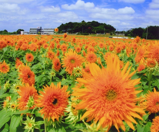筑西市教育長賞「ひまわり娘の夏」