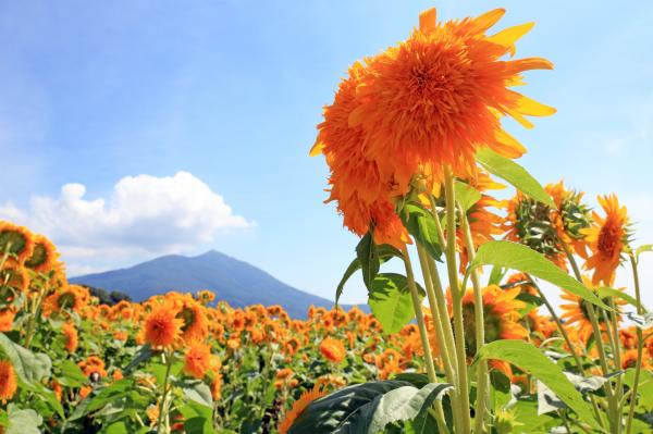 H27ひまわり①
