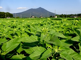 0812八重①