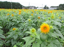 0822八重