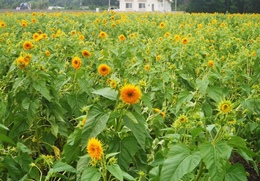 0823ど根性ひまわり