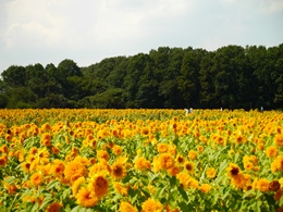 9.02開花状況