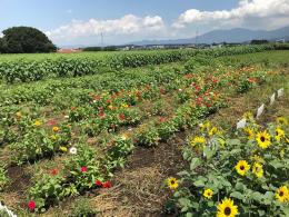 ひまわり8.10①