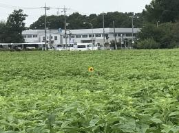 ひまわり8.13②