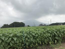 ひまわり8.13③