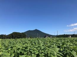ひまわり8.17①