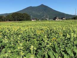ひまわり8.21②