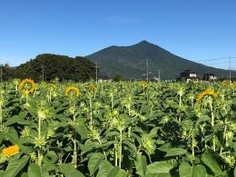 ひまわり8.21④