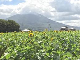 ひまわり8.22①