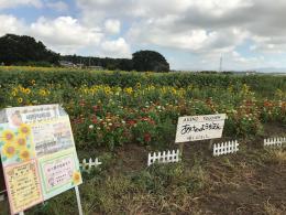 ひまわり8.23①