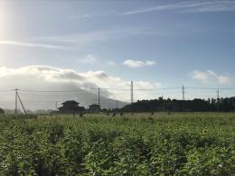 ひまわり8.23③