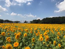 ひまわり8.27①