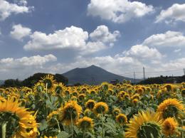 ひまわり8.27②