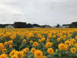 ひまわり8.28②