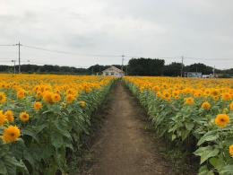 ひまわり8.28④