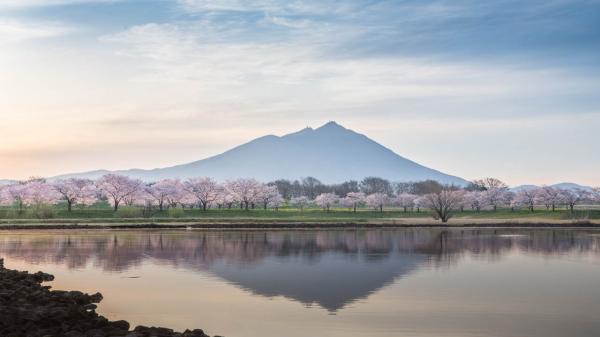筑波山と桜２
