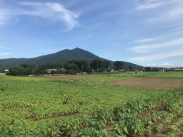 8.6ひまわり2