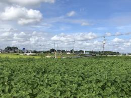 8.13ひまわり1