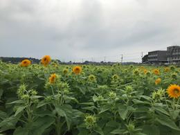 8.21ひまわり1