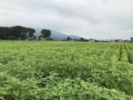 8.21ひまわり2