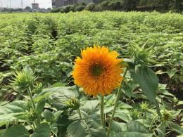 8.21ひまわり3