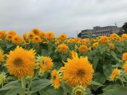 8.28ひまわり1
