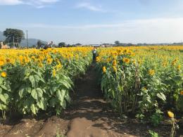 8.29ひまわり1