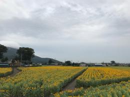 8.30ひまわり2
