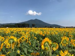 8.31ひまわり1