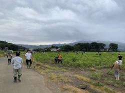 2022ひまわり除草①