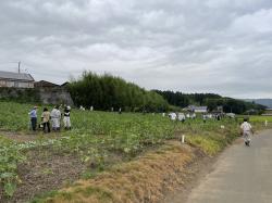 2022ひまわり除草②