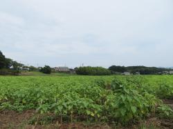 20220815ひまわり①