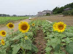 20220815ひまわり③