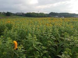 20220824ひまわり③