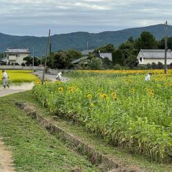 20220825ひまわり②