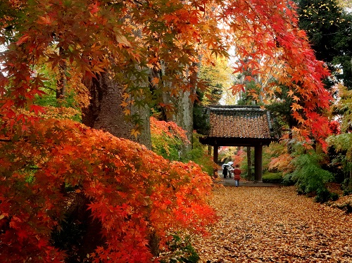 011_入選「紅葉盛り」.jpg