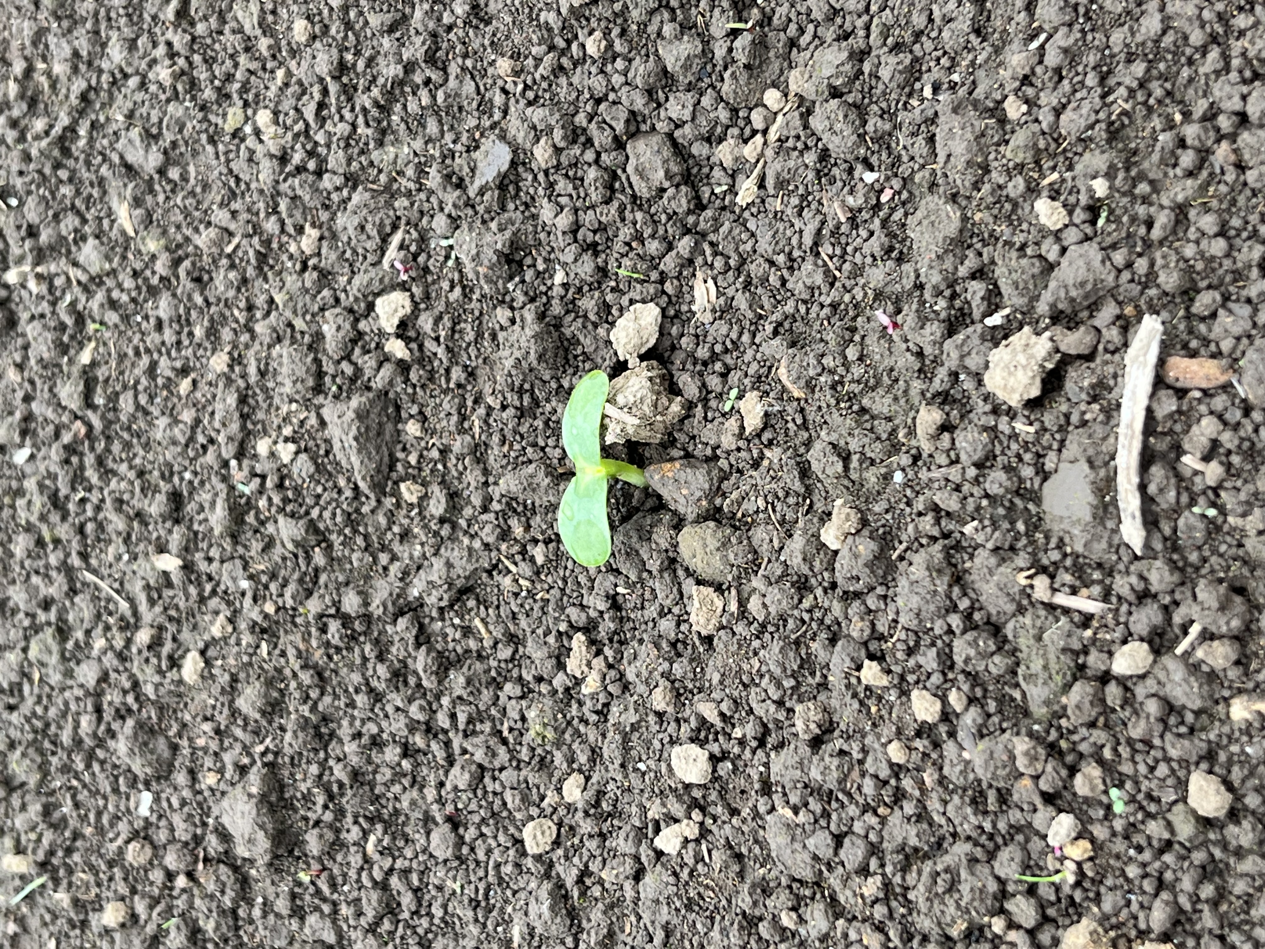 ひまわり発芽1