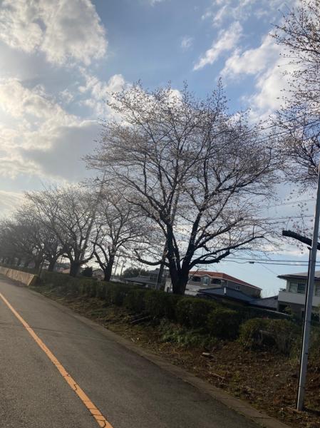 明野公民館　桜２