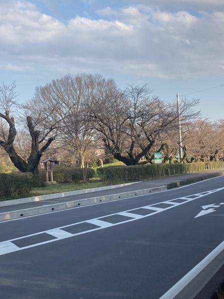 明野公民館　桜４
