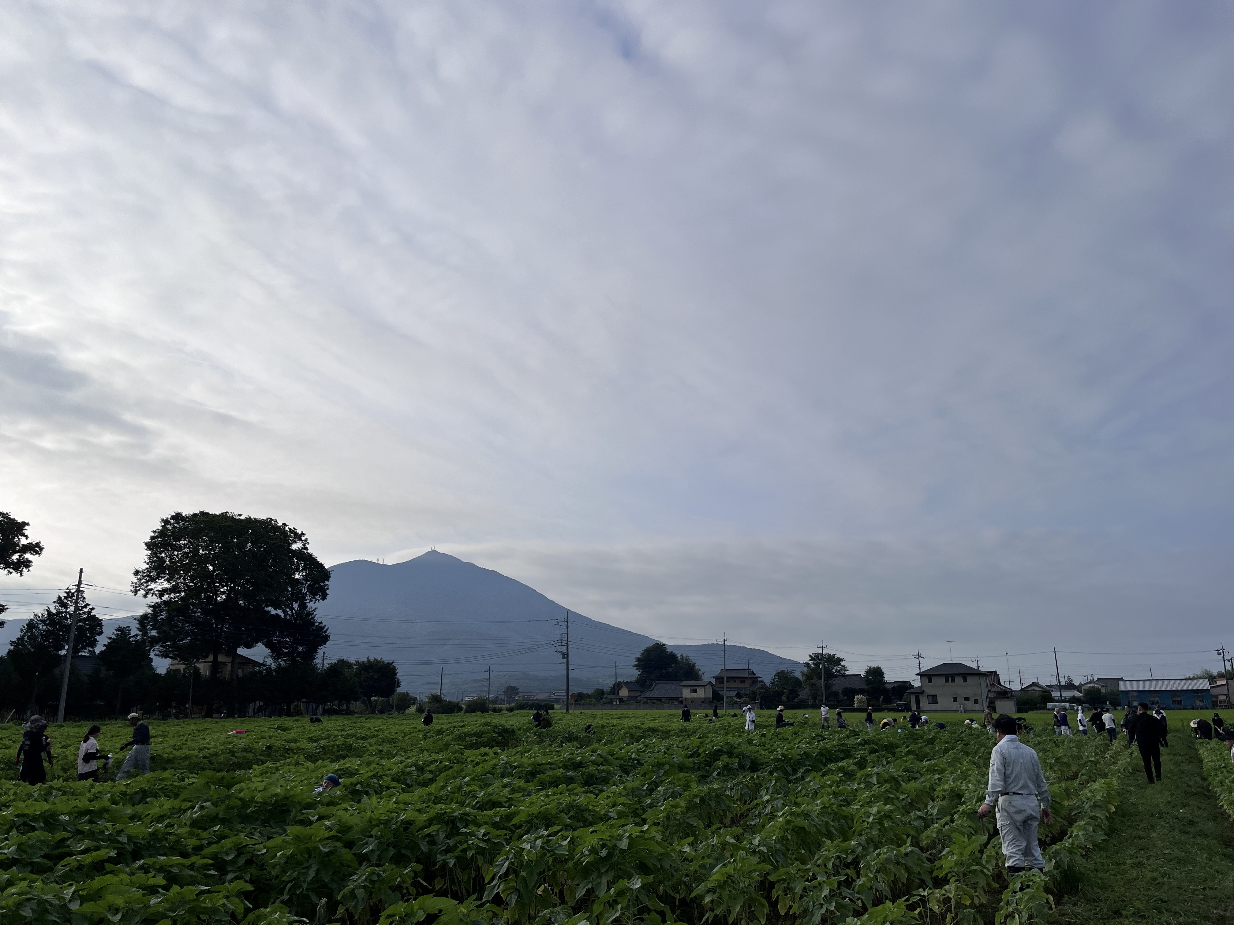 除草作業