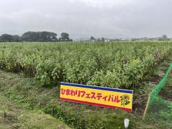 看板